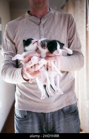 Persona che tiene piccoli gattini nelle braccia. Persona che tiene un gruppo di piccoli gatti Foto Stock