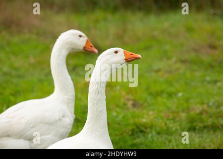 oca, oca emden, oca Foto Stock