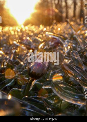 Germoglio congelato all'alba sotto l'irrigatore con dewdrops. Primo piano di una margherita congelata alla luce del sole. Riflessione della luce del sole. Rugiada del mattino Foto Stock