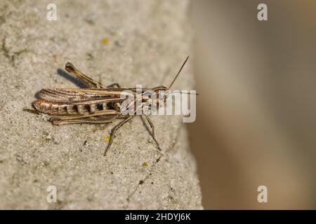 cavalletta Foto Stock