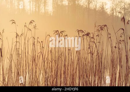 inverno, canna, riva, inverni, canne, spiagge Foto Stock