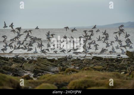 Dunlin (Calidris alpina), piccolo gregge in volo sull'estuario del Solway, Dumfries, Scozia sudovest Foto Stock