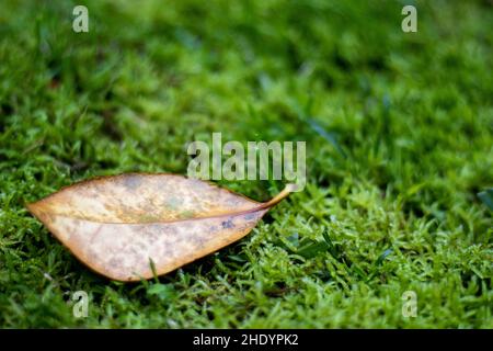 Green moos, sfondo, carino e fresco, un lasciare a terra. Foto Stock