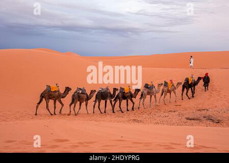 Beduini in abito tradizionale che conduce cammelli attraverso la sabbia nel deserto Foto Stock