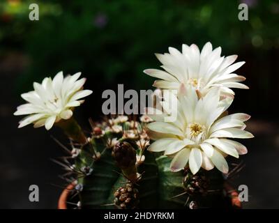 Tre fiori bianchi di un cactus di Gymnocalycium in dettaglio Foto Stock