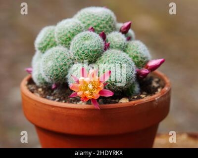 Fiore rosa e arancio di Aylostera heliosa x albiflora cactus Foto Stock