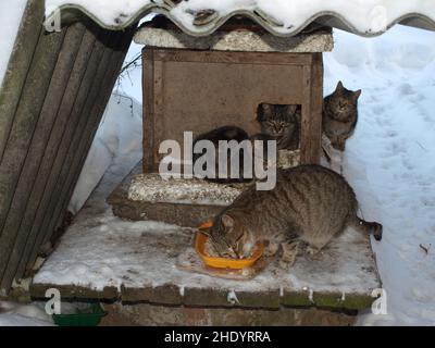 Gatti senza tetto in inverno vicino ad un canile di strada mangiare cibo sponsorizzato Foto Stock