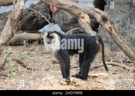 Macaco con coda di leone nello zoo Foto Stock