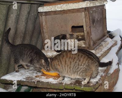 Gatti senza tetto in inverno vicino ad un canile di strada mangiare cibo sponsorizzato Foto Stock