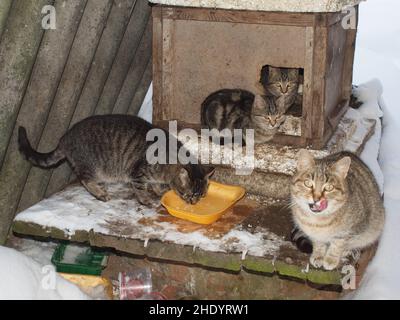 Gatti senza tetto in inverno vicino ad un canile di strada mangiare cibo sponsorizzato Foto Stock