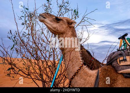 Cammelli dorati dromedari che mangiano foglie d'albero nel deserto contro il cielo Foto Stock