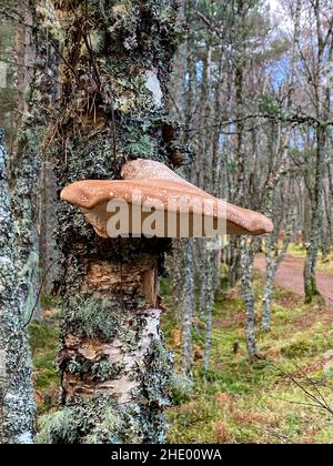 Fomitopsis betulina, comunemente conosciuta come il Poliporo di betulla, la staffa di betulla, o il Fungo di strop di Razor, che cresce su un albero di betulla d'Argento nel Caledonian per Foto Stock