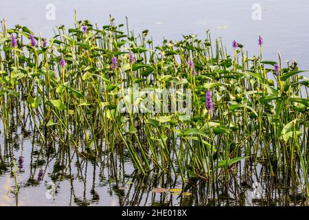 Blue pickerel, un laghetto acquatico a Phantom Lake, Crex Meadows state Wildlife Area a Grantsburg, WISCONSIN USA. Foto Stock