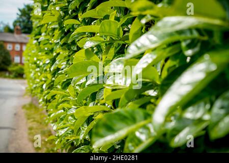 Primo piano di foglie sempreverdi di alloro hedging piante (Prunus laurocerasus rotundifolia) come folta, fogliame di protezione estate nel paese del Regno Unito. Foto Stock