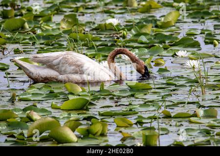 Cigno trumpeter che tuffa la sua testa in Phantom Lake, Crex Meadows state Wildlife Area, Grantsburg, Wisconsin USA. Foto Stock