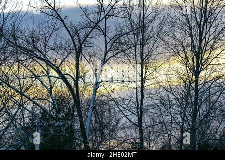 Pinete coperte di neve e sempreverdi in un cielo sereno giorno d'inverno. Foto Stock