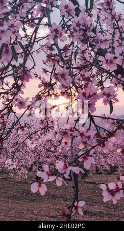 Tramonto in un campo di mandorli pieno di fiori rosa Foto Stock