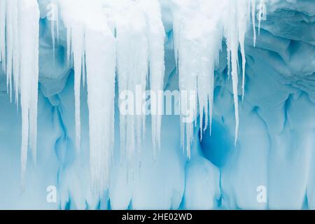 Le cicliche pendono da un iceberg in Antartide. Foto Stock