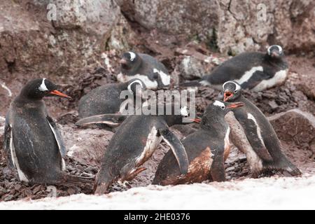 I pinguini Gentoo attaccano un altro pinguino in un rookery. Foto Stock