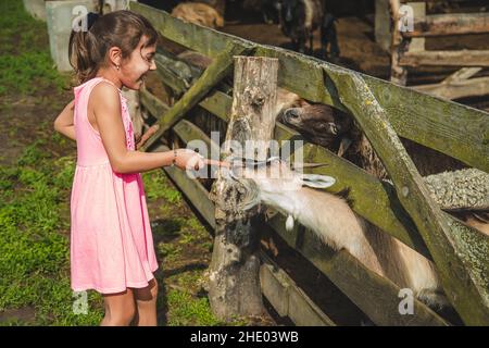 Il bambino nutre la capra nella fattoria. Messa a fuoco selettiva. Foto Stock