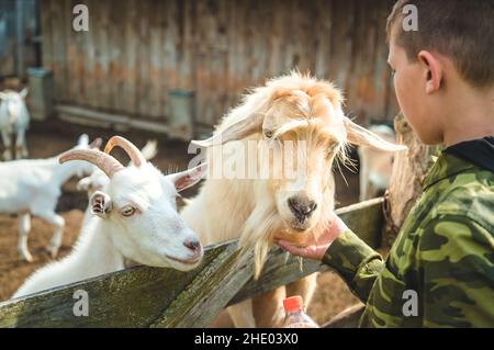 Il bambino nutre la capra nella fattoria. Messa a fuoco selettiva. Foto Stock