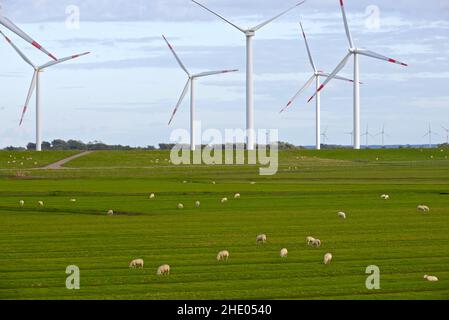 Gregge di pecore che pascola in campo verde con turbine eoliche sullo sfondo. Jutland, Danimarca. Foto Stock