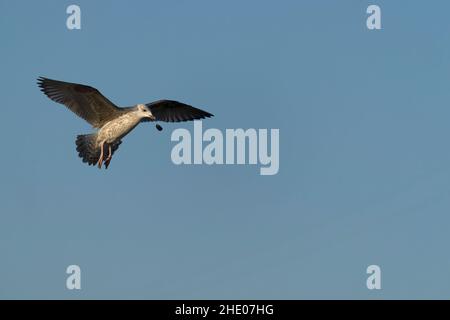 Gabbiano di aringa, Larus argentatus, giovane uccello che apre i messels cadendoli sulle rocce, Scozia, dicembre 2021 Foto Stock