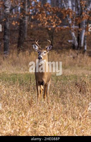 White-tailed buck in Wisconsin settentrionale. Foto Stock