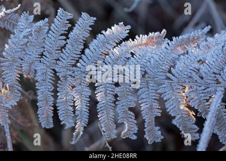 Gefrorene Blätter, bei Garstedt, Niedersachsen, Deutschland | foglie congelate, nei pressi di Garstedt, bassa Sassonia, Germania Foto Stock