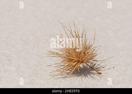 Primo piano ovulo marrone essiccato di spiaggia Spinifex, Spinifex longifolius, in piena luce del sole con stampa ombra su sfondo di sabbia bianca fine Foto Stock