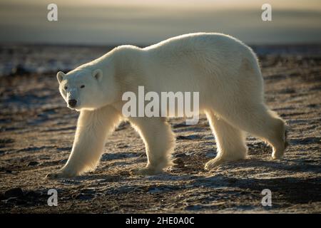 Orso polare retroilluminato che cammina attraverso la tundra rocciosa Foto Stock