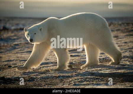 L'orso polare retroilluminato attraversa la tundra rocciosa Foto Stock