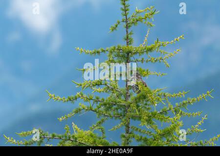 Un nutcracker avvistato seduto in una giornata di larice e nuvoloso in estate nelle Alpi austriache Foto Stock