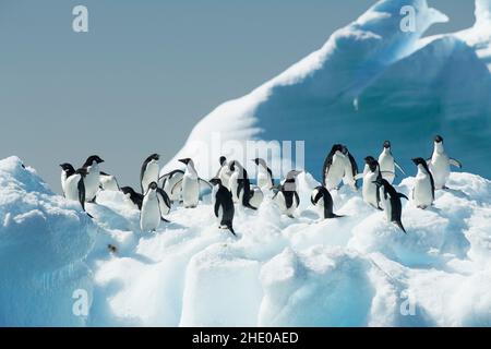 I pinguini di Adelie si trovano sul ghiaccio in Antartide. Foto Stock