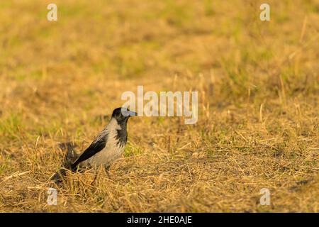 Un corvo orientale (Corvus corone) che cammina in un prato marrone, giorno di sole in inverno, Vienna (Austria) Foto Stock