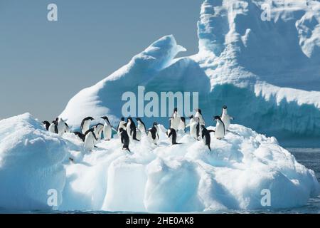 I pinguini di Adelie si trovano sul ghiaccio in Antartide. Foto Stock