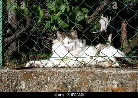 gatto bianco posa orgogliosa e maestosa dietro una rete di filo verde Foto Stock