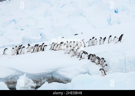 I pinguini Gentoo marciano in una linea per entrare nell'oceano a Neko Harbour, Antartide. Foto Stock