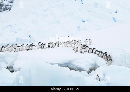 I pinguini Gentoo marciano in una linea per entrare nell'oceano a Neko Harbour, Antartide. Foto Stock