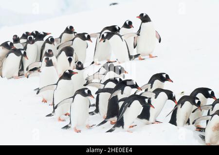 I pinguini Gentoo marciano in una linea per entrare nell'oceano a Neko Harbour, Antartide. Foto Stock