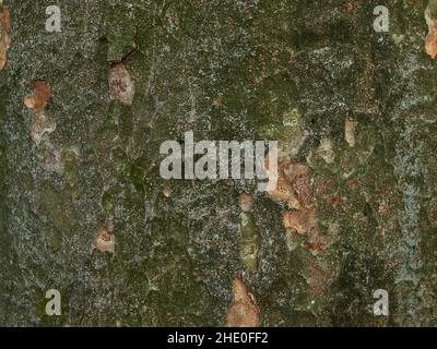 Motivo decorativo sulla corteccia di pino in sfumature di verde Foto Stock