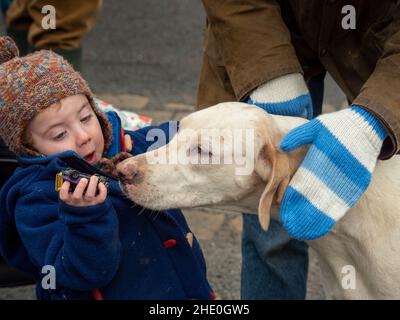 Amichevole inglese Foxhound sniffing un piccolo giocattolo per bambini prima del Middleton Boxing giorno di caccia a Malton Market Place, Regno Unito Foto Stock