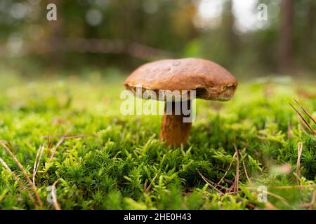 Una scuderia di castagno o il boleto del re - Xerocomus badius - su muschio in una foresta con bokeh sullo sfondo Foto Stock