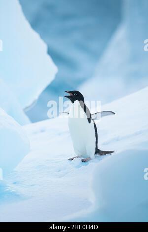 Un pinguino di adelie galleggia su un iceberg blu al largo della costa della penisola antartica. Foto Stock