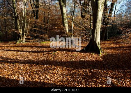 Colori autunnali nel Kent rurale, Inghilterra, Regno Unito Foto Stock