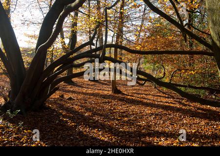 Colori autunnali nel Kent rurale, Inghilterra, Regno Unito Foto Stock