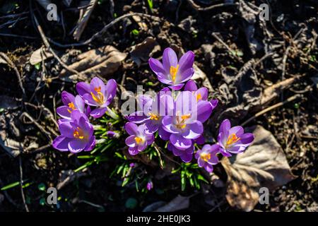 Vista dall'alto dei crochi viola in fiore (Crocus vernus) su un terreno boschivo con foglie secche all'inizio della primavera Foto Stock
