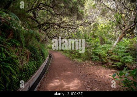 Escursioni attraverso la vecchia foresta lungo l'acqua, esplorando 25 cascata su Madeira. Foto Stock