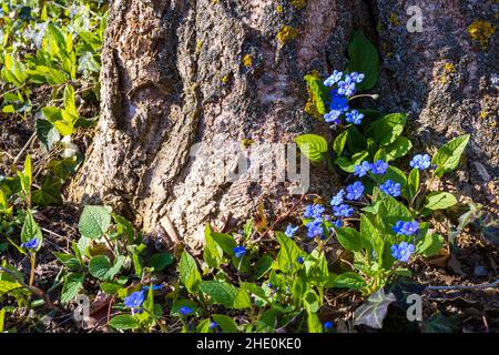 Fiori blu (miosite) su un albero con luce solare in primavera. Non dimentichi me fiori su un tronco dell'albero Foto Stock