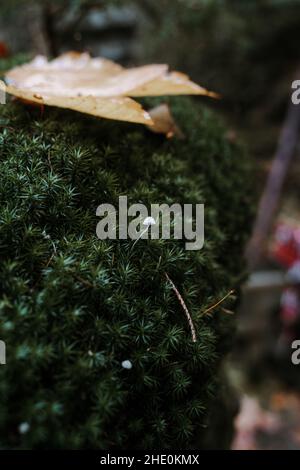 Colpo verticale di piccoli funghi bianchi che crescono sulla muschio Foto Stock